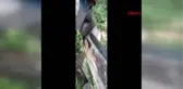 KARABÜK Orman işçisinin dikkati yavru karacayı kesilmekten kurtardı