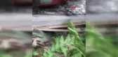 Ölümden saniyelerle kurtulan yavru karacayı öperek doğaya saldılar