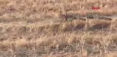 Yılanların çiftleşme dansını görüntülediler