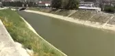Asi Nehri'nde balık ölümleri