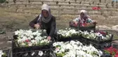IĞDIR Üniversitede yetiştirilen çiçekler Cumhurbaşkanlığı Külliyesi'ni süsleyecek