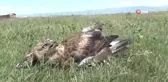 Kars'ta yol kenarında yaralı kızıl şahin bulundu