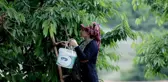 Türkiye'nin en kaliteli kirazını yetiştiriyorlar, tek şikayetleri para kazanamamak