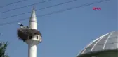 IĞDIR LEYLEKLER 6 YILDIR CAMİNİN MİNARESİNDEN AYRILMIYOR