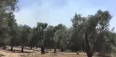 Ormanlık alanda çıkan yangına müdahale ediliyor