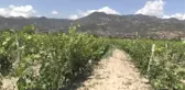 Coğrafi işaretli Erbaa yaprağında hasat zamanı - TOKAT