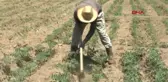 MUŞ 500 TAM PUANI 1 YANLIŞLA KAÇIRDI