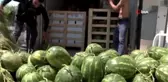 Atça karpuzu Almanya yolcusu