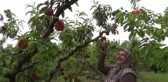 BURSA ŞEFTALİSİNİN HASADI BAŞLADI