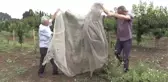 Kirazda çeşitlilik arayışı 