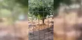 Aydın'da sağanak yağış