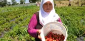 Dağ çileğine yoğun ilgi