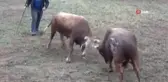 Kafkasör yaylası boğa güreşleri başladı