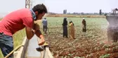 50 lira yevmiye ile 50 derece sıcaklıkta çalışıyorlar