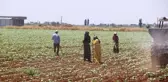 Ekmek davası için kavurucu sıcakta çalışıyorlar