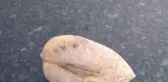Kayısı fosili olduğu öne sürülen bulgu şaşırttı