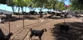 MUĞLA İşe aldığı iki çobanın, çıplak fotoğraflarını çekip, parasını gasp ettiklerini ileri sürdü