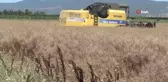 İnegöl'de kanola hasadı başladı