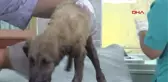 GAZİANTEP Anız yangınında asfalta yapışan yavru köpek tedavi ediliyor