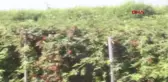 MERSİN Silifke'de böğürtlen hasadı başladı