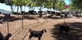 Muğla'da çalıştıkları besi çiftliği sahibine dehşet yaşatan 2 çoban İstanbul'da yakalandı
