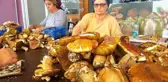 Mantar toplayarak günde 6-7 bin TL kazanıyorlar! Topladıkları paralarla bina yaptıranlar bile var