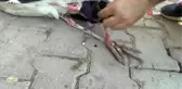 Mahalleli ayağı kopan leyleğin yardımına koştu