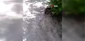 Kedinin yılanla oyunu kamerada