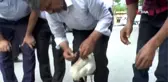 Yuvadan düşen yavru leylek yerine bırakıldı