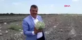 ADANA Barut Adana'da karpuz tarlada kaldı