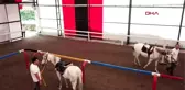 BU ATLAR ONLARIN KANATLARI 1