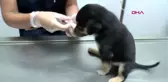 GAZİANTEP Ayakları yanan yavru köpek tedavi ediliyor