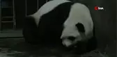 Dünyanın En Ağır Dev Panda İkizleri DoğduKung Fu Panda'nın İkizleri Dünyaya Geldi