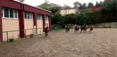 İSTANBUL- 55 AT İÇİN ÜNİVERSİTEDEKİ İLK HASAT