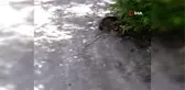 Kedinin yılanla oyunu kamerada