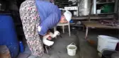 Leylek 