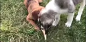 Köpeklerin dondurma keyfi