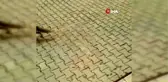 Şantiyeye gelen tilkiyi elleriyle besliyorlar