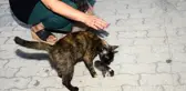Ölen yavrusunun başından ayrılamadı, üstüne kapanıp ağladı