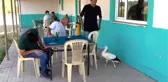 Beyşehir'de yaralı leylekler koruma altına alındı