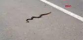 Ordu'da yılan istilası