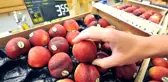 Rusya, içinde meyve sineği bulunan 20 ton nektarini Türkiye'ye iade etti