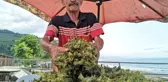 Karadeniz'de fındık tezgaha 15 liradan indi