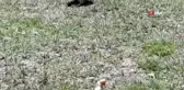 21 yıldır Erciyes'e gelerek gelengileri besliyor