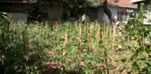 İstanbul'un göbeğinde köy hayatı