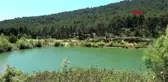 AYDIN Çam ormanı içinde saklı cennet Belenova Mesire Alanı