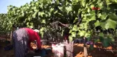 MANİSA Sarıgöl'de ilk üzüm hasadına başlandı