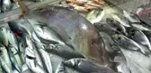 Oltayla 12 Kiloluk Sinarit Yakaladı