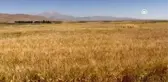 Ömrünü atalık tohum 