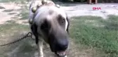 TOKAT ANADOLU ÇOBAN KÖPEKLERİNİN YAVRULARI, ANNE KARNINDAYKEN SATILIYOR